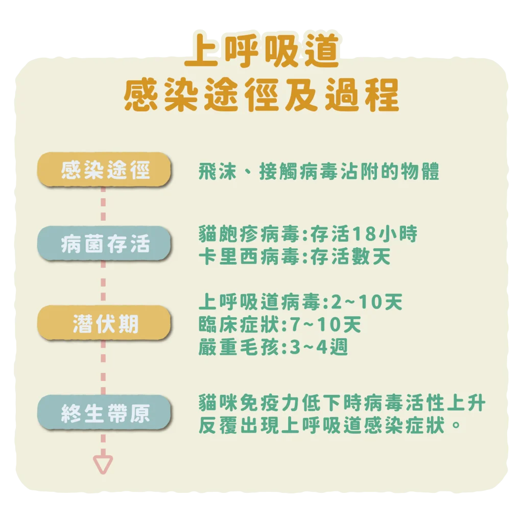 【上呼吸道如何感染呢？】