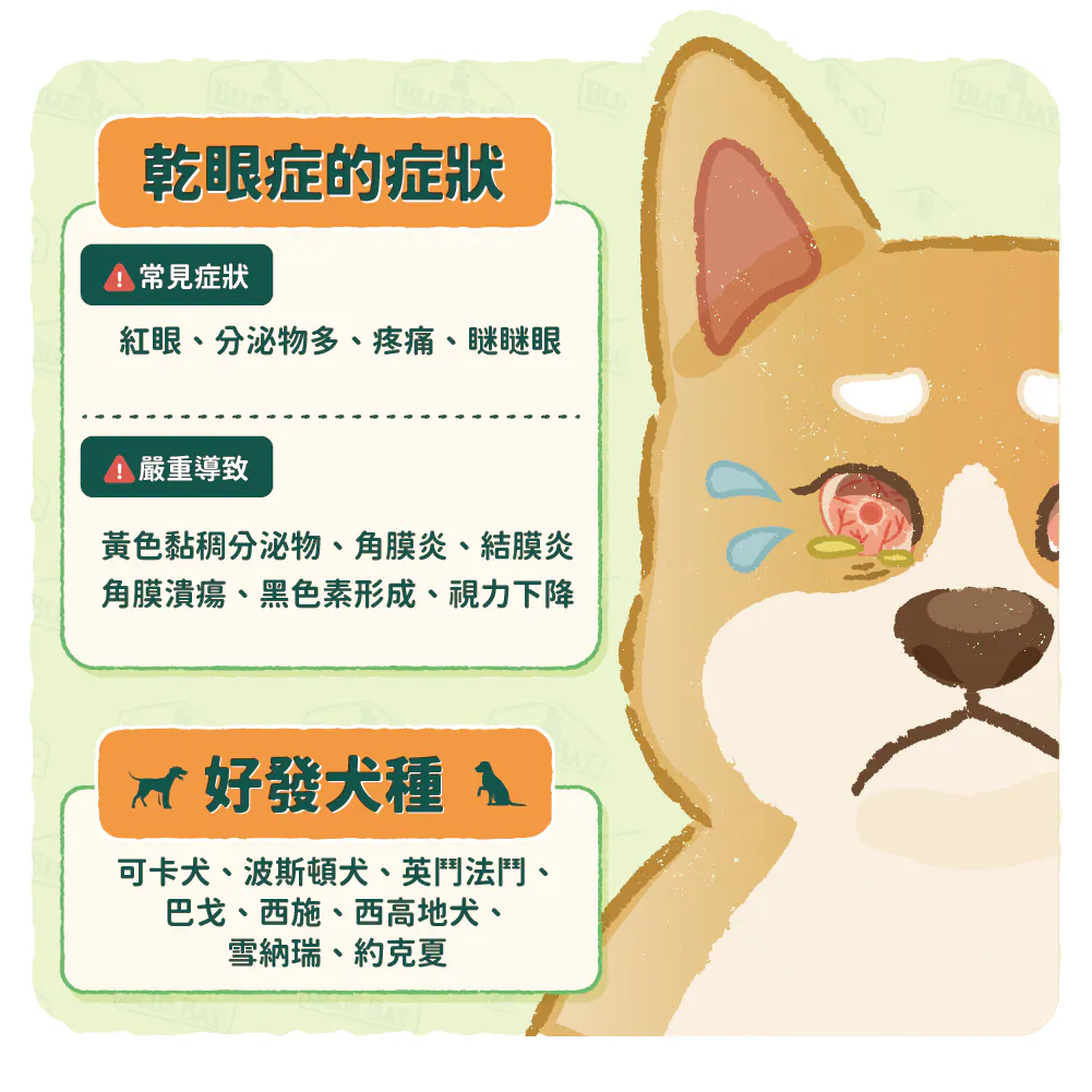 【乾眼症的臨床症狀與好發犬種】