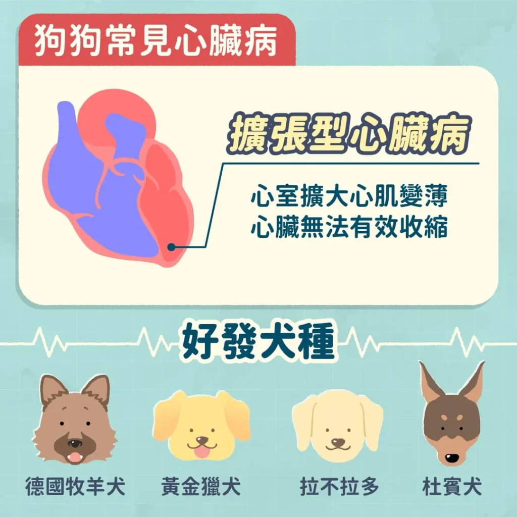 狗狗常見的心臟病類型及好發犬種