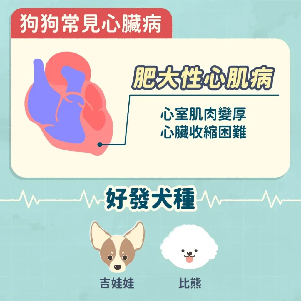 狗狗常見的心臟病類型及好發犬種2