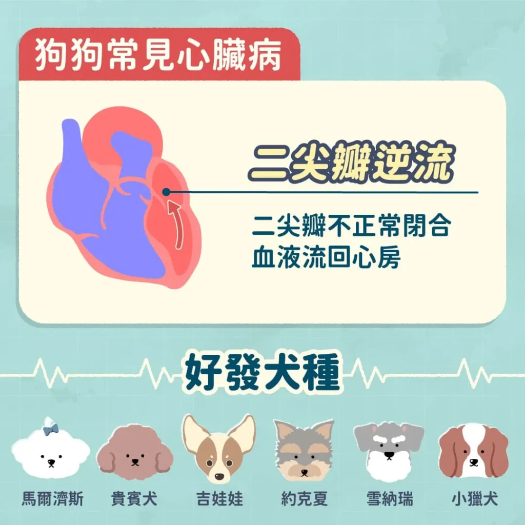 狗狗常見的心臟病類型及好發犬種3