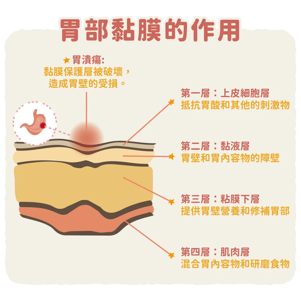 【胃部黏膜的作用】