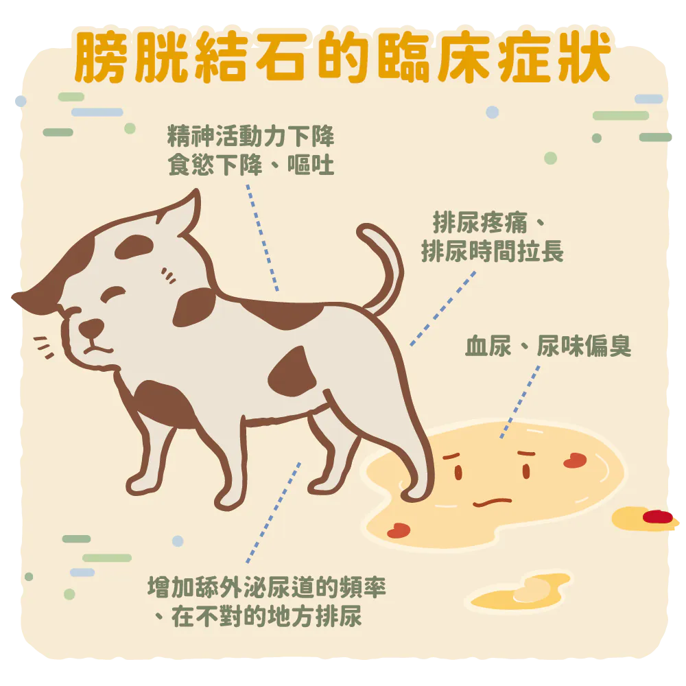 【膀胱結石的臨床症狀】