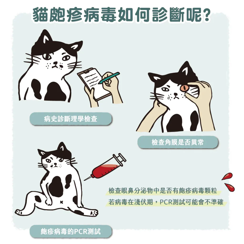 【貓皰疹病毒如何診斷】