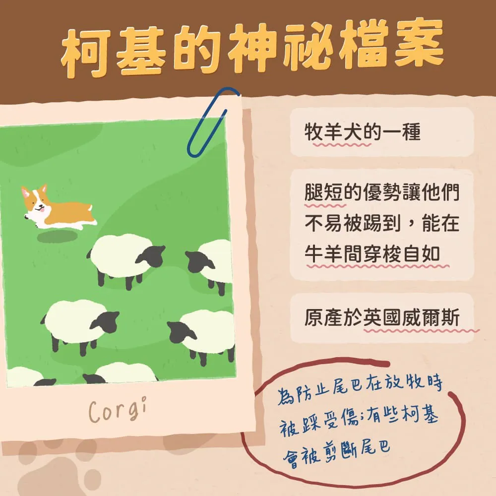 柯基的身世
