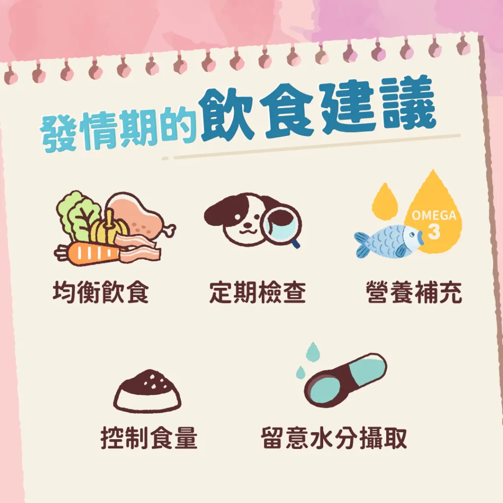 母犬發情期的飲食建議