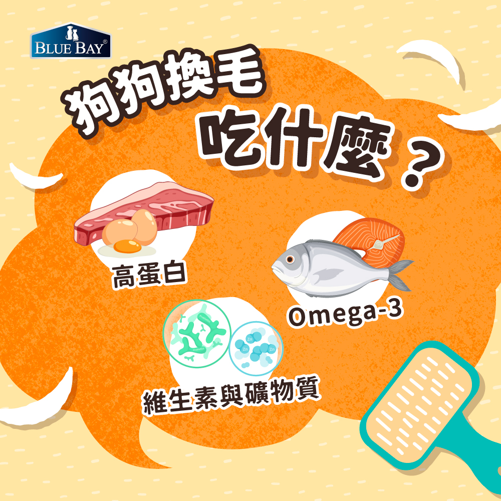狗狗換毛季吃什麼？