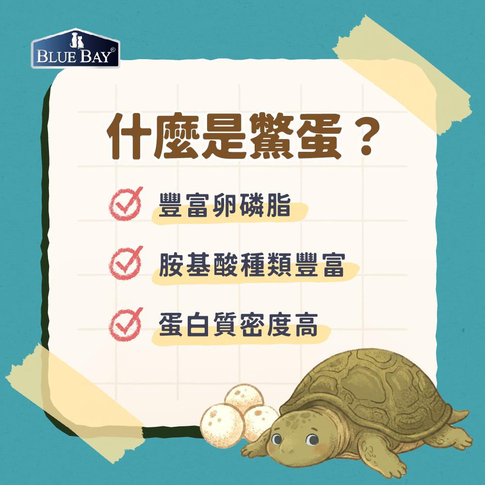 什麼是鱉蛋？